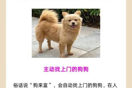 27虚岁属狗，什么命运与性格揭秘！