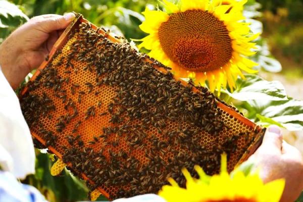 适合养蜂的人群解析：这些命理特征让你成为优秀养蜂人！