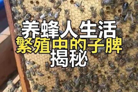 适合养蜂的人群解析：这些命理特征让你成为优秀养蜂人！