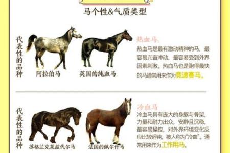 1990年出生的人属马，揭秘他们的命运与性格特征！