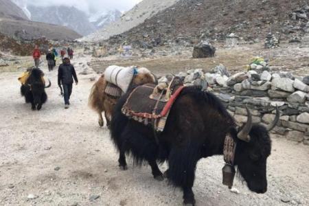 2009年丑牛年：揭开命理奥秘，探寻牛年人的生命之路