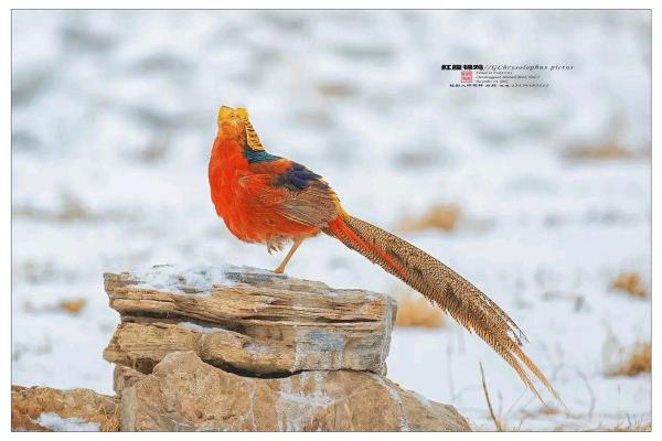 丁酉鸡命理解析:揭示金鸡之年的命运与特点 丁酉鸡命理解析:揭示金鸡之年的命运与特点