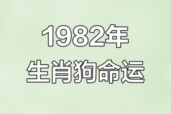 解读82年狗的命运与运势：缺什么、如何补救？