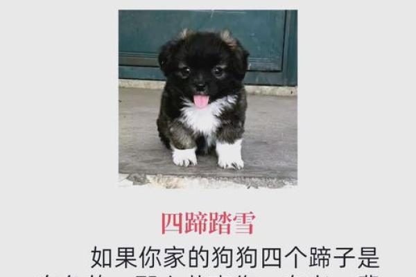 解读82年狗的命运与运势：缺什么、如何补救？