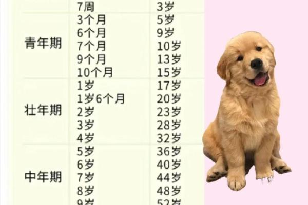 2018年狗宝命运解析:独特性与生命轨迹 2018年狗宝命运解析:独特性与生命轨迹