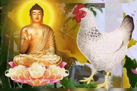 79岁属鸡的命理分析与人生智慧探讨