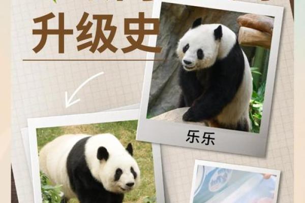 为什么熊猫的命那么好?探寻这种可爱动物背后的幸福生活! 为什么熊猫的命那么好?探寻这种可爱动物背后的幸福生活!