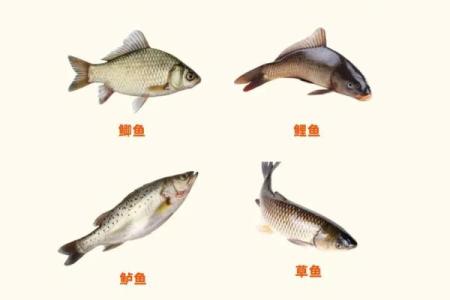 哪些命局的人不易钓鱼？了解你的命理，提升钓鱼技巧！