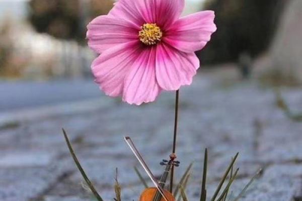 轻柳之命：一生如梦，飘摇而至的命运轨迹