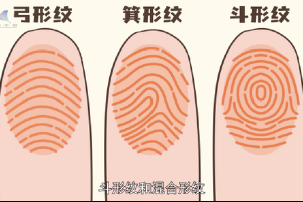 探秘指纹算命：揭示你与生俱来的命运和个性的奥秘