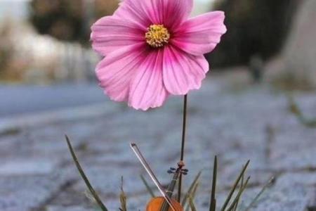 轻柳之命：一生如梦，飘摇而至的命运轨迹