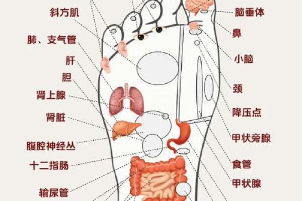 脚底有痣的人命运解析:你的人生暗示与性格特征! 脚底有痣的人命运解析:你的人生暗示与性格特征!