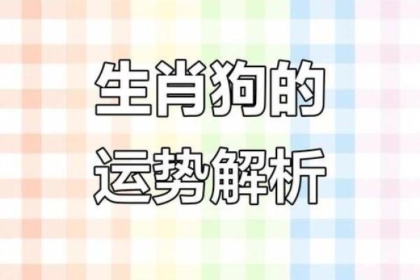属狗人的命格与运势分析：探寻命理背后的智慧与幸福