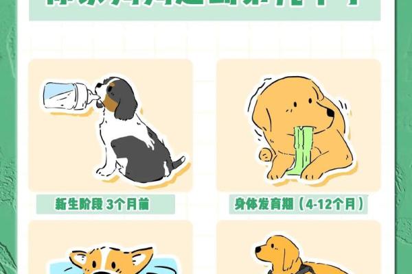 2019年狗生肖之命运解析：洞悉狗狗的性格与运势之路