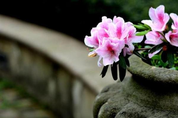 正月属鸡女人命格解析:揭开她们的性格与人生之路 正月属鸡女人命格解析:揭开她们的性格与人生之路