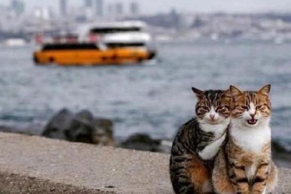 探寻“奉天之命” 猫对人类友谊的深刻寓意与借鉴 探寻“奉天之命” 猫对人类友谊的深刻寓意与借鉴