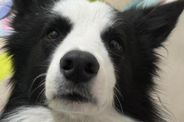 养什么宠物改命最好?揭秘宠物带来的好运气! 养什么宠物改命最好?揭秘宠物带来的好运气!