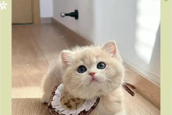 养什么宠物改命最好?揭秘宠物带来的好运气! 养什么宠物改命最好?揭秘宠物带来的好运气!