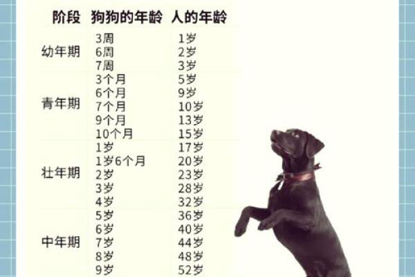 2023年狗年的命运与运势分析，如何把握自己的未来？