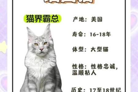 探寻“奉天之命” 猫对人类友谊的深刻寓意与借鉴
