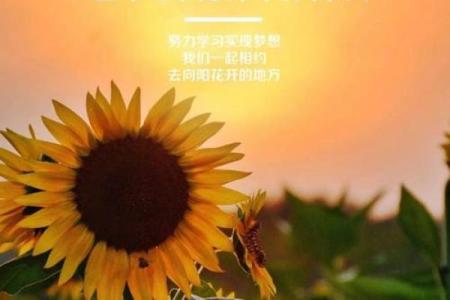 不喜欢约束的命格，追逐自由与梦想的灵魂之旅