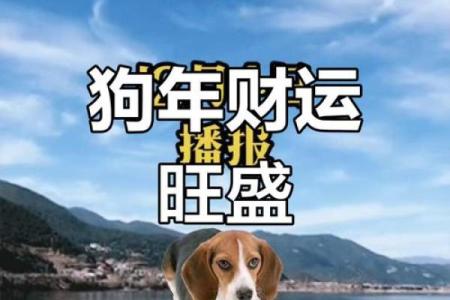 2019年狗年揭秘：属狗人的命运与运势分析
