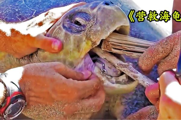 2021海龟命：人生的旅途与自我修炼的启示