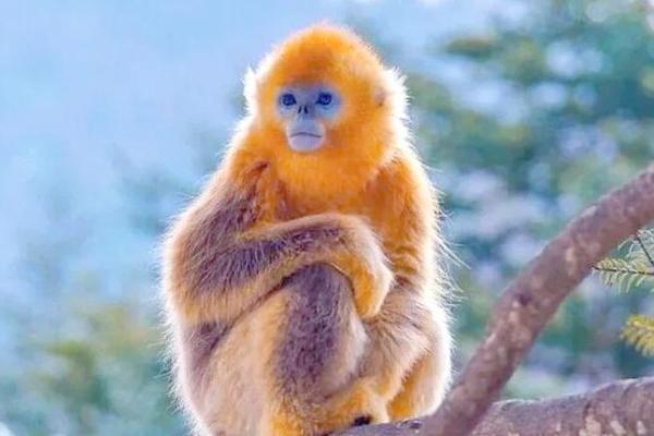 猴年出生的女孩:命运与发展优势探索 猴年出生的女孩:命运与发展优势探索