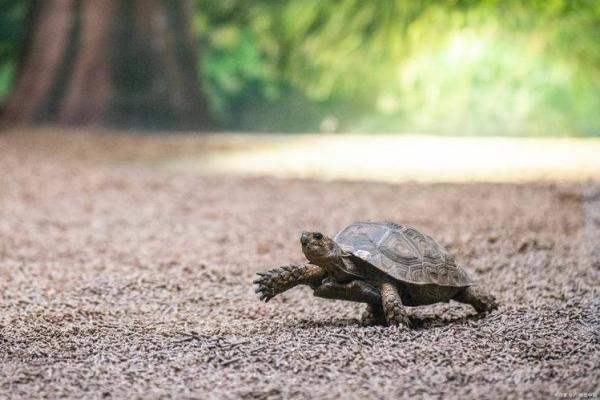 水命与木命的奥秘:命运背后的元素之谜 水命与木命的奥秘:命运背后的元素之谜