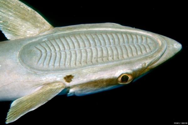 水命与木命的奥秘:命运背后的元素之谜 水命与木命的奥秘:命运背后的元素之谜