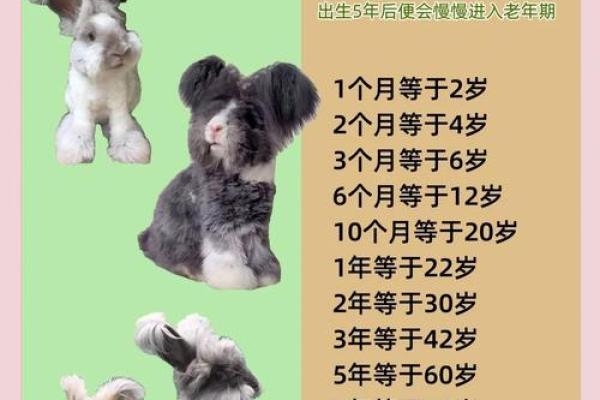 2023兔年解析：命运、运势与生活建议的全面指南