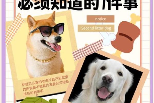 什么命格的人适合养宠物？揭秘五大因素助你选择最佳伴侣