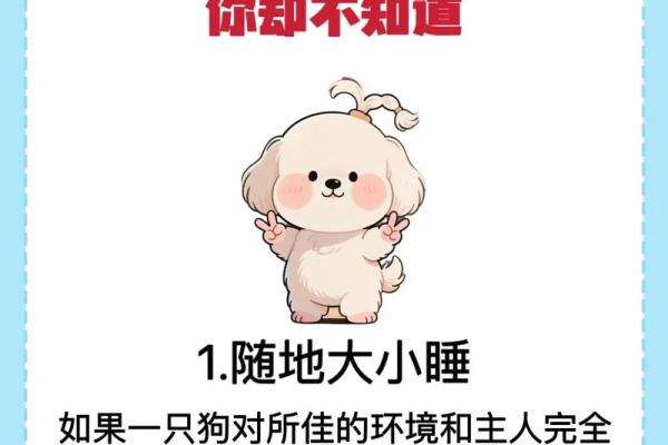 什么命格的人适合养宠物？揭秘五大因素助你选择最佳伴侣