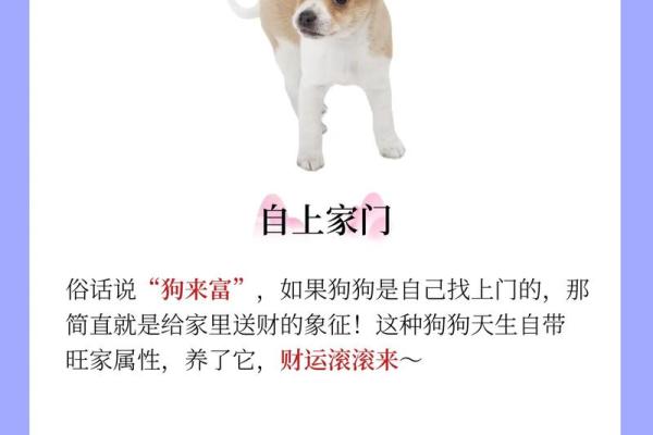 1984年属狗的人命运解析：天生富贵与性格特征