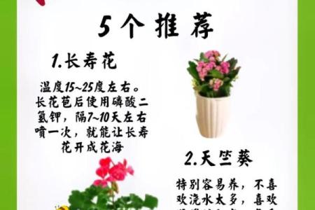 路旁土命人适合的花朵选择与养护指南