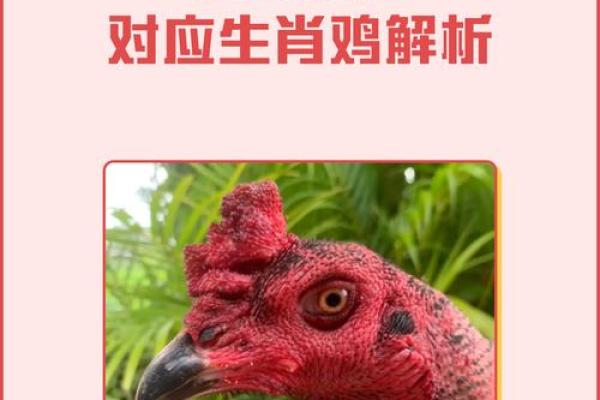 93属鸡女生命运解析：聪慧与机遇并存的生命之旅