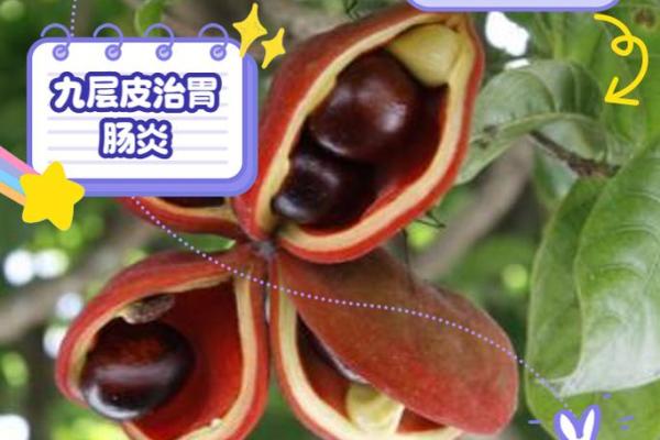 土槿皮——中药材中的瑰宝,各种命字背后的故事与价值 土槿皮——中药材中的瑰宝,各种命字背后的故事与价值