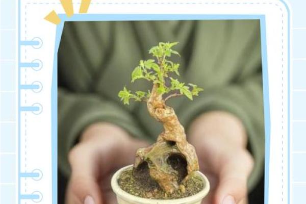 金命人士适宜养殖的五种植物及其养殖技巧