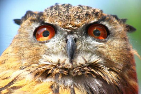 2022年:虎年运势与命理的深度解析 2022年:虎年运势与命理的深度解析