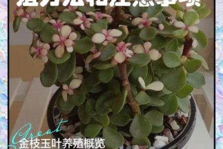 金命人士适宜养殖的五种植物及其养殖技巧