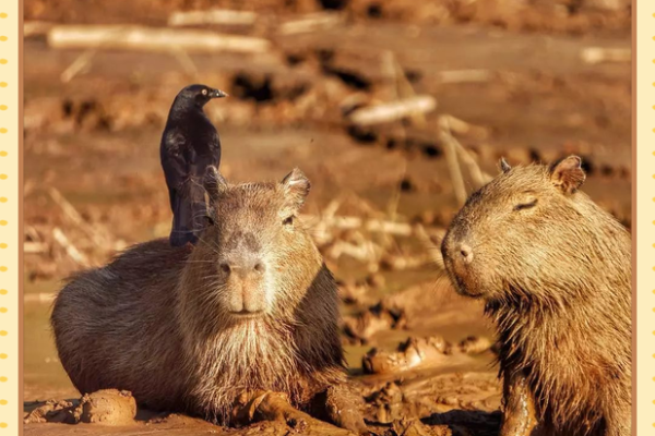 探秘“第命”：揭开人生转折的神秘面纱