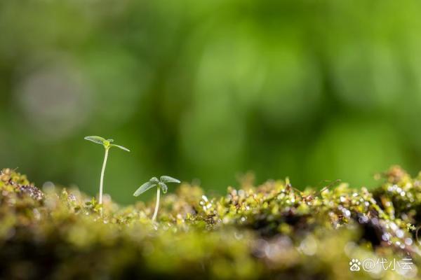 木命人的命理解读:探索生命的绿色符号与潜能 木命人的命理解读:探索生命的绿色符号与潜能