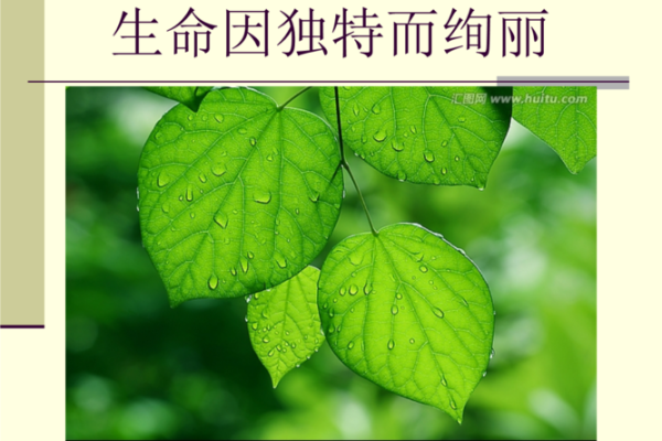 木命人的命理解读:探索生命的绿色符号与潜能 木命人的命理解读:探索生命的绿色符号与潜能