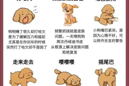 1706年属狗的命运解析：解密你的运势与人生轨迹