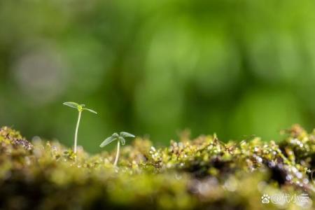 木命人的命理解读：探索生命的绿色符号与潜能
