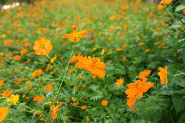 探索命格与花草的和谐美:让植物为你的命运添彩 探索命格与花草的和谐美:让植物为你的命运添彩