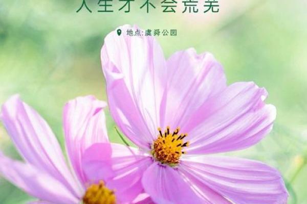 探索命格与花草的和谐美:让植物为你的命运添彩 探索命格与花草的和谐美:让植物为你的命运添彩