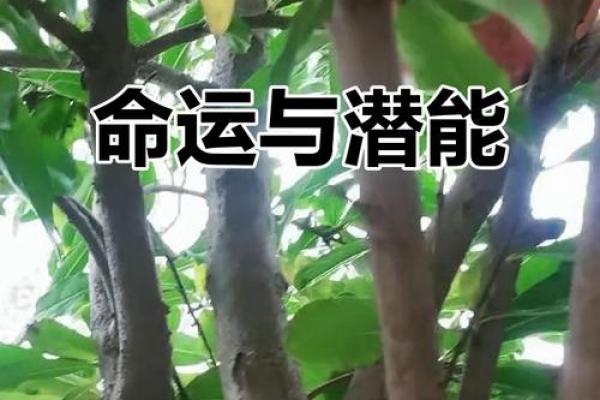 深入探秘:石榴木命的深刻含义与神秘特质 深入探秘:石榴木命的深刻含义与神秘特质