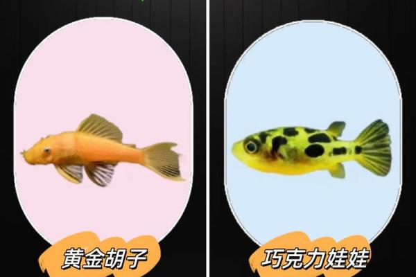 根据命理学,养鱼的人适合哪些命理特征? 根据命理学,养鱼的人适合哪些命理特征?