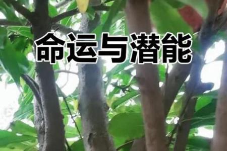 深入探秘：石榴木命的深刻含义与神秘特质